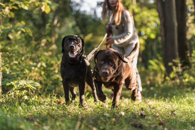 Tips for walking clearance two dogs together