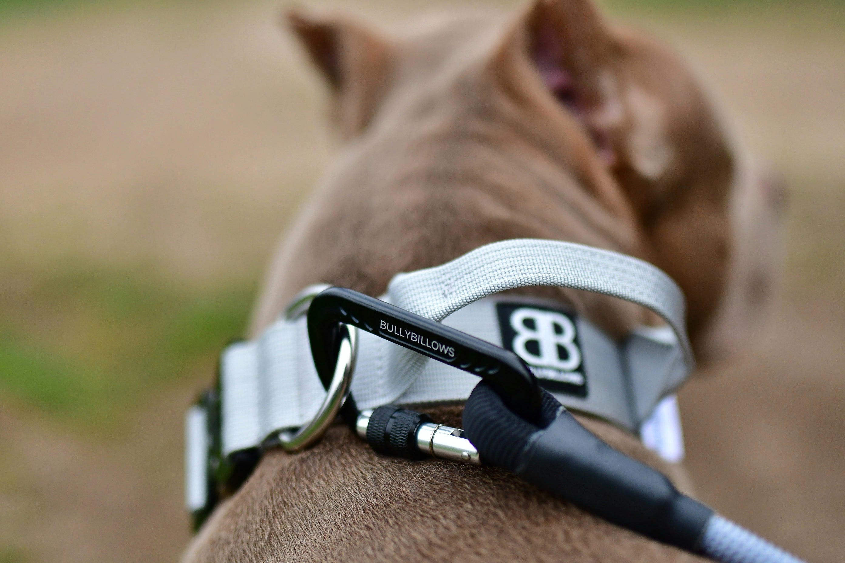 Nine Common Types of Dog Collars BullyBillows