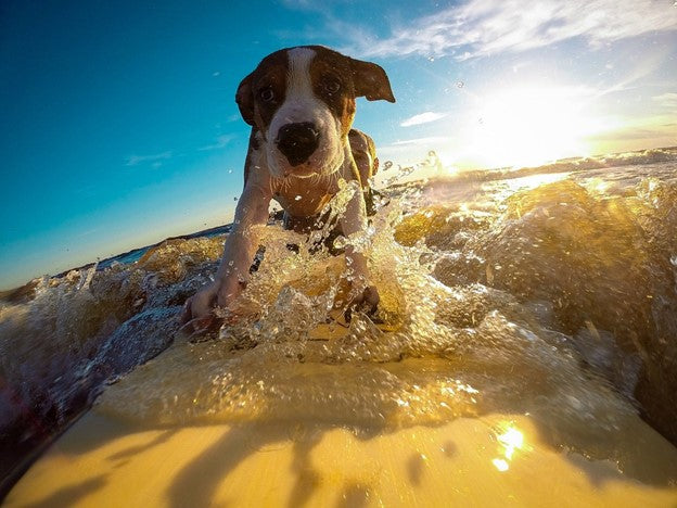 Keep Your Pet Cool in the Heat – Stuffible