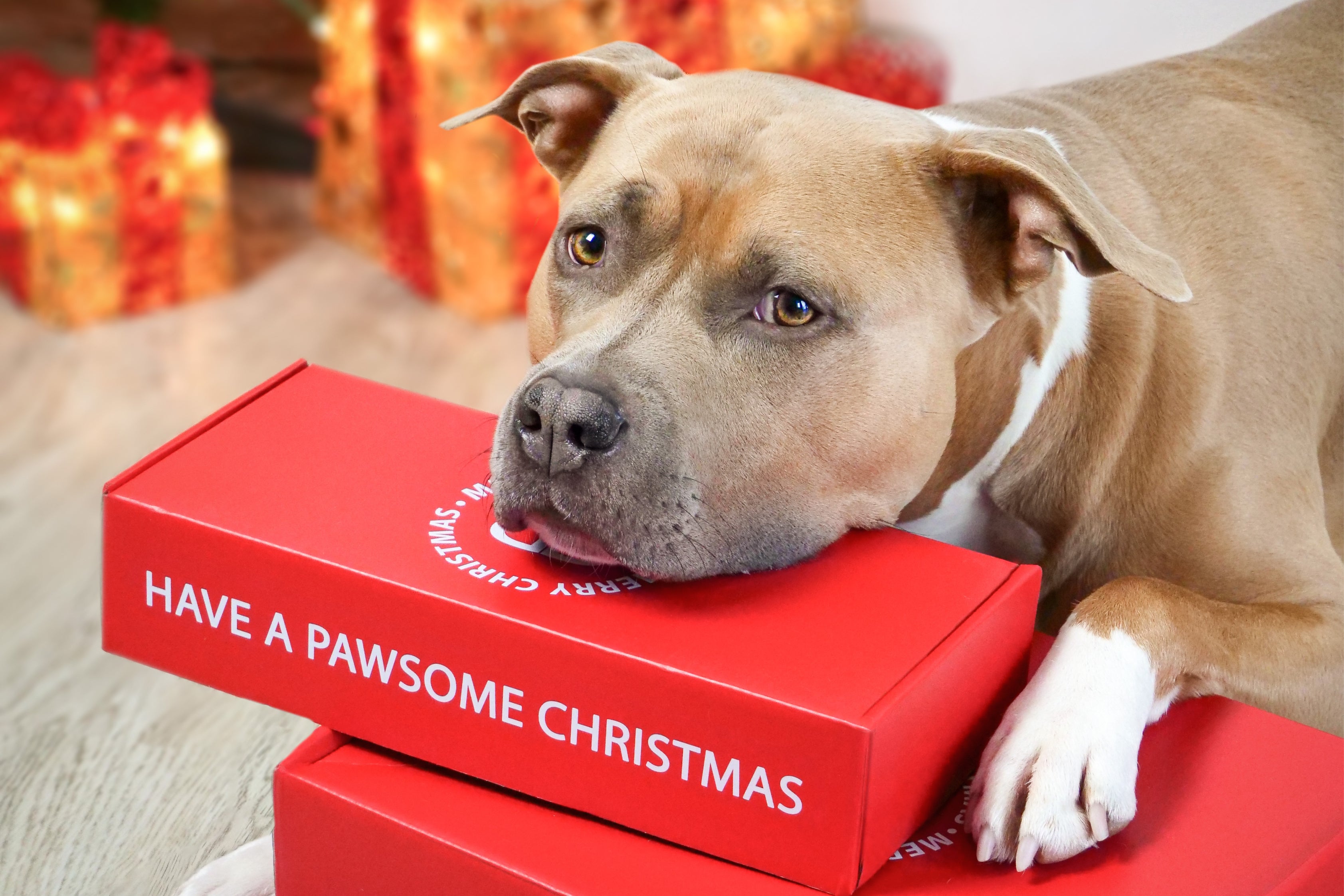 The Best Christmas Presents For Dogs BullyBillows