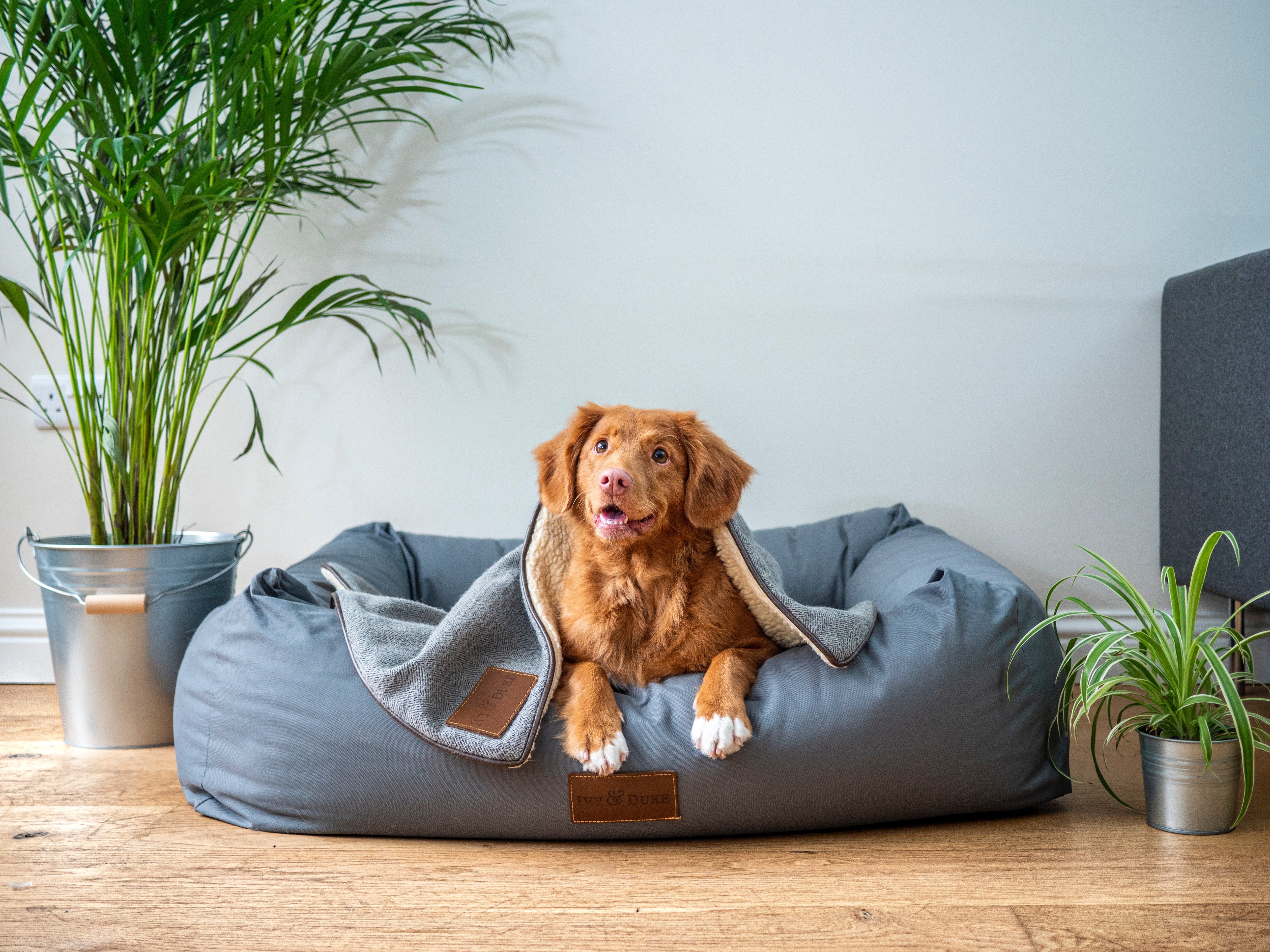 Pregnant discount dog bed