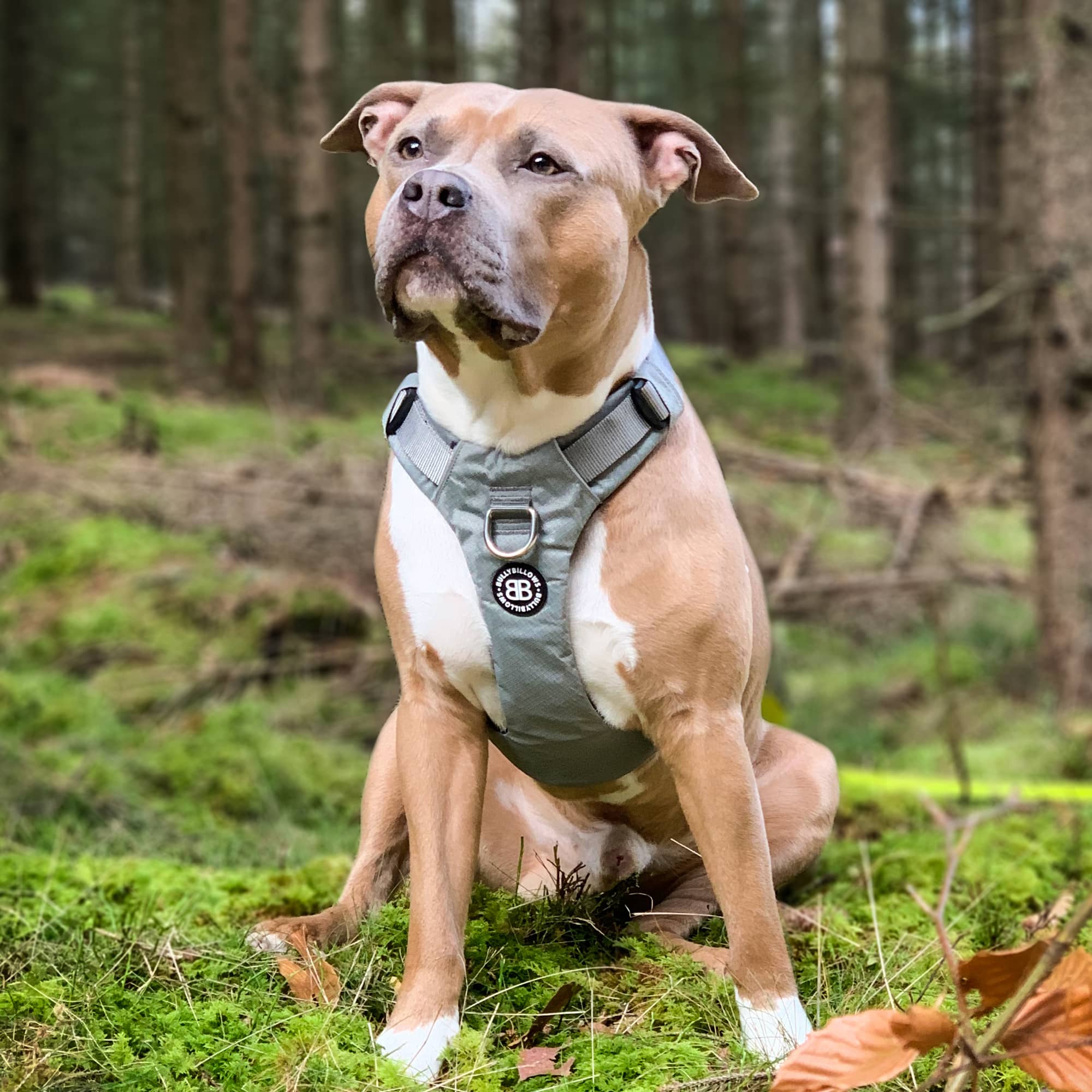 Simply dog mesh clearance harness