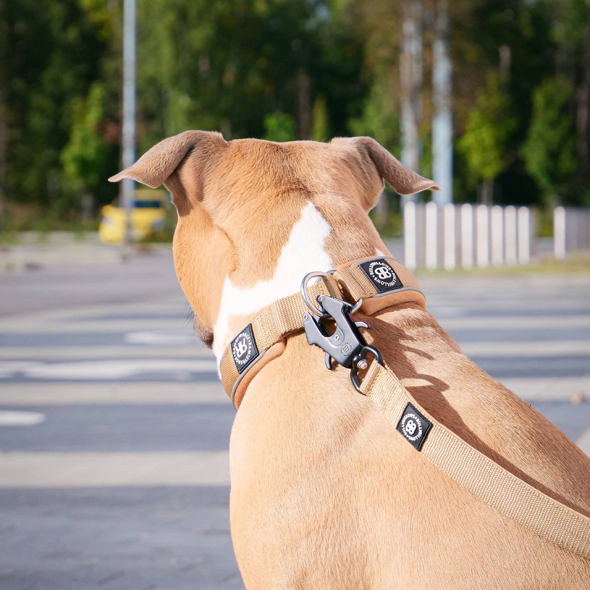 Combat top dog collars