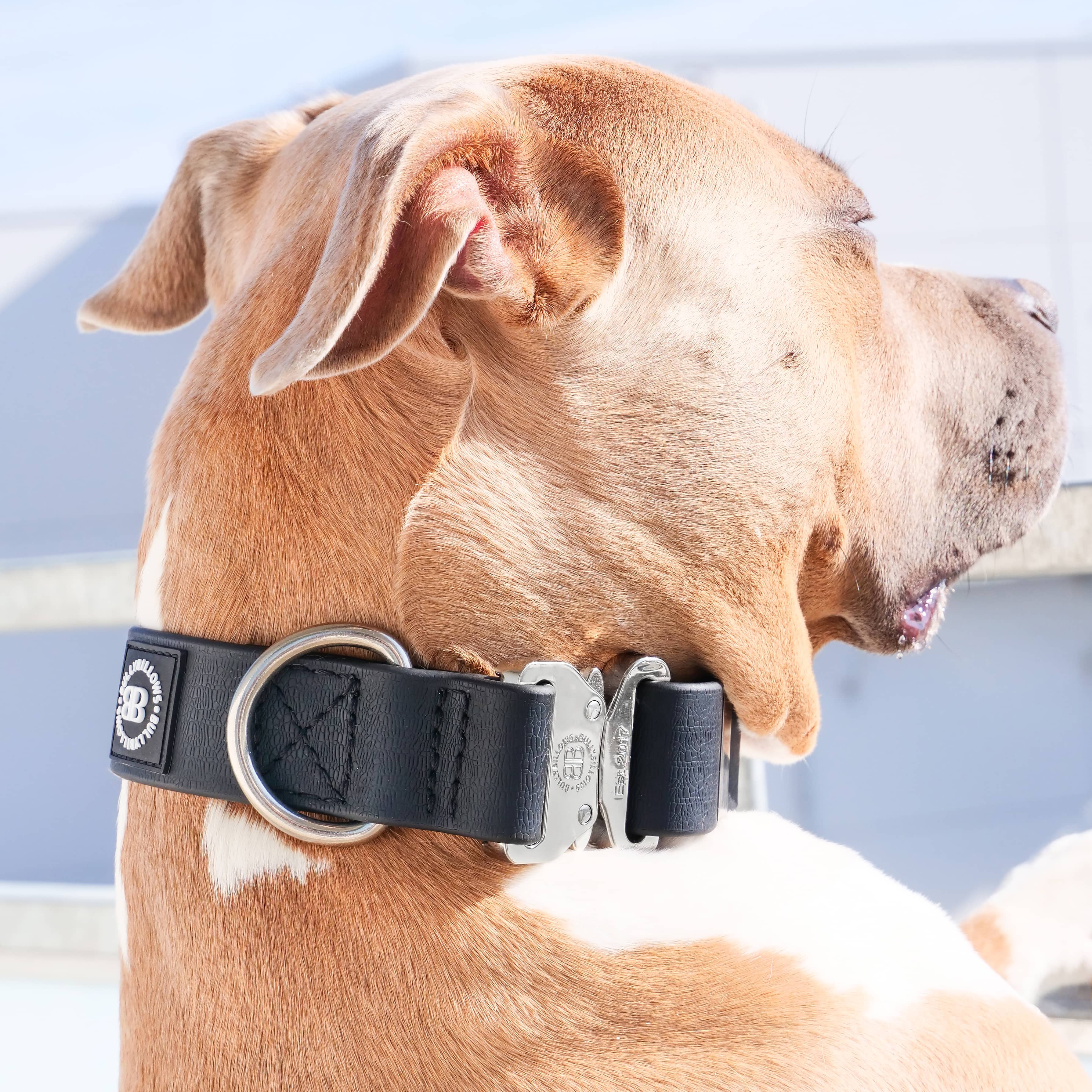 Bullybillows dog hot sale collar