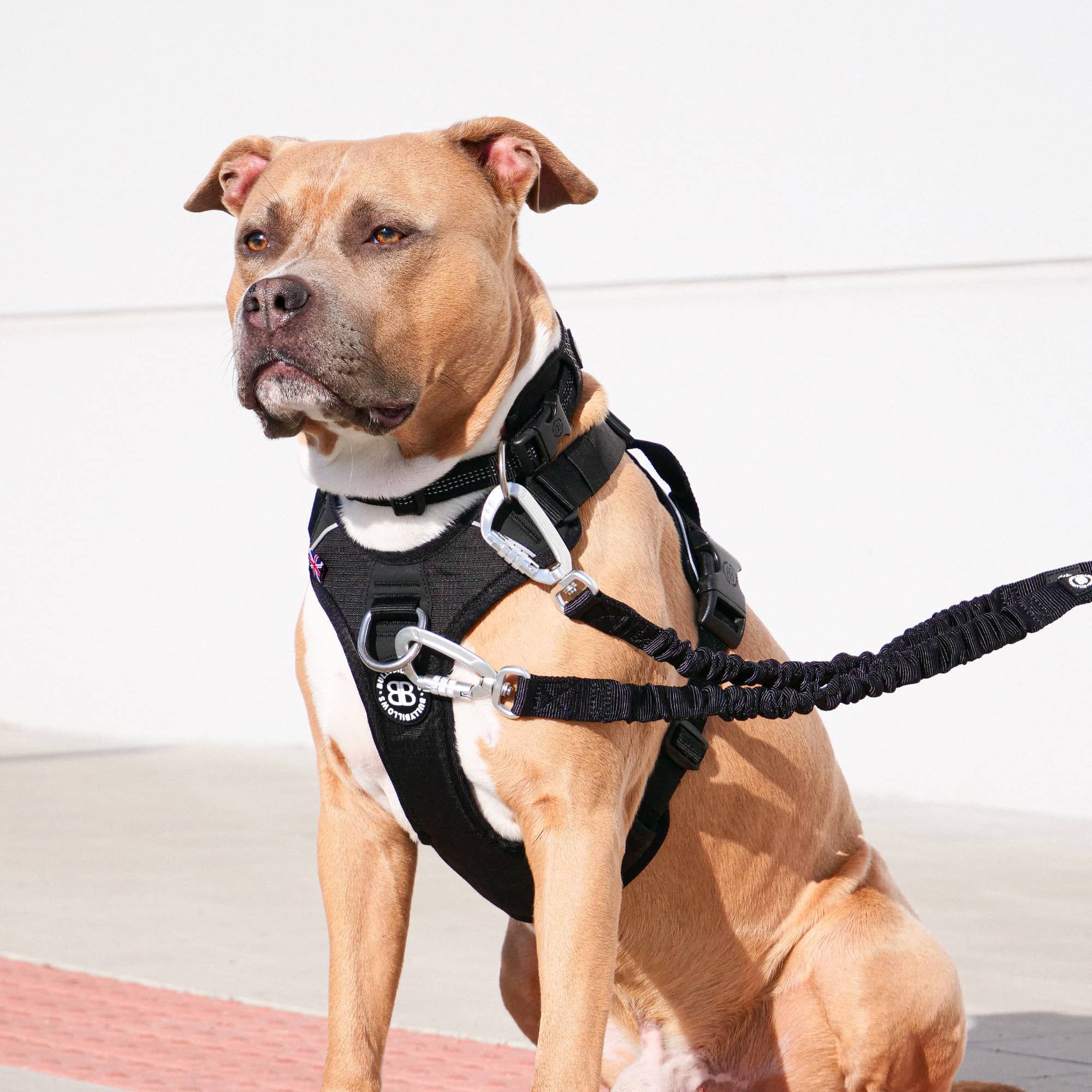 Non restrictive dog store harness