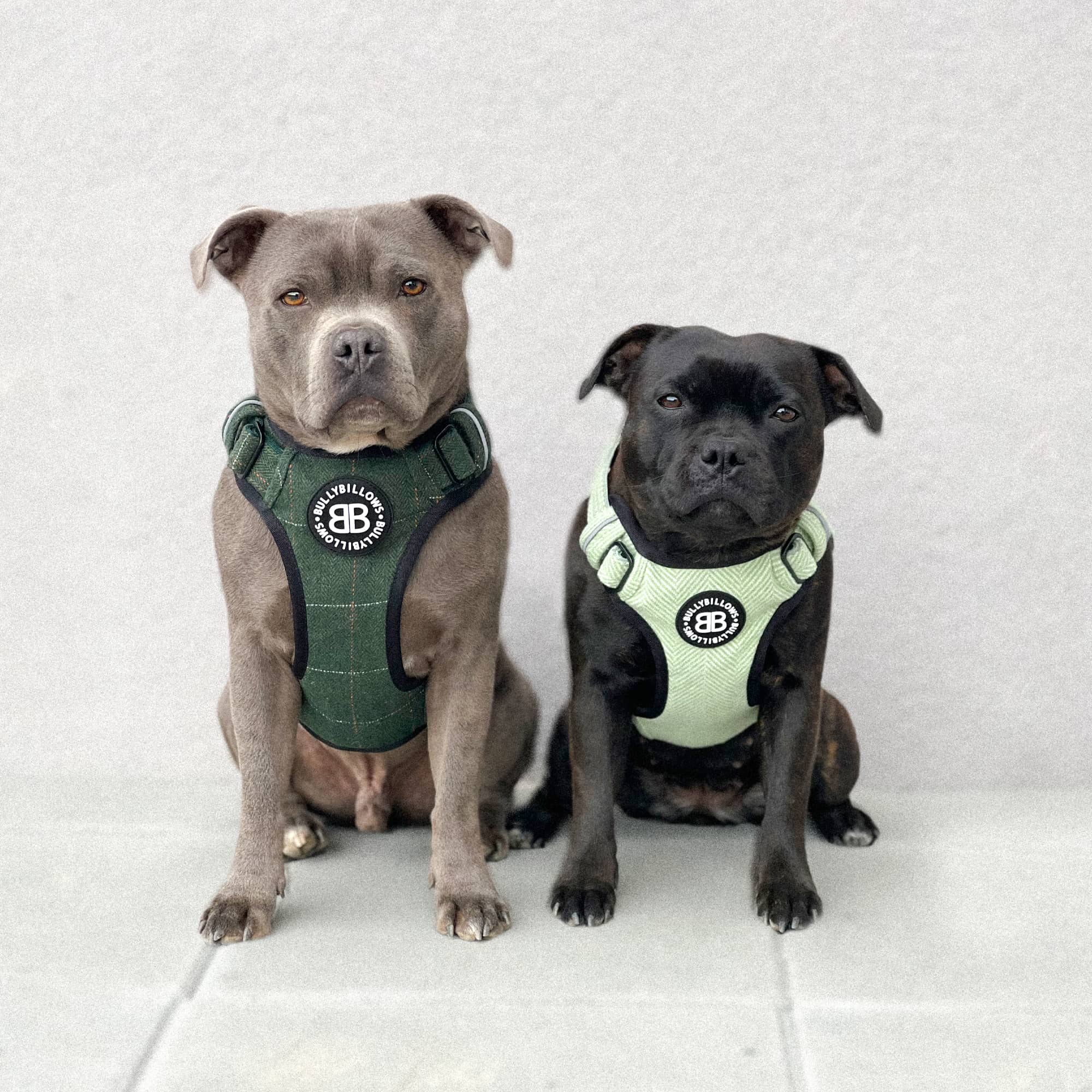 Mint green dog harness best sale