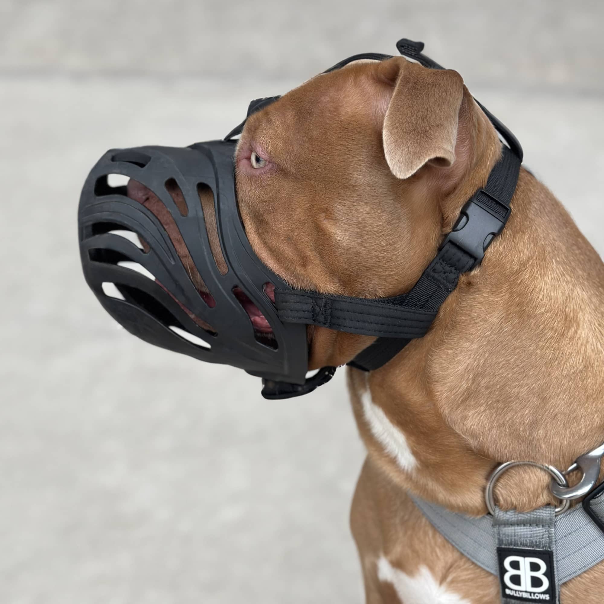 Best muzzle for big dogs best sale