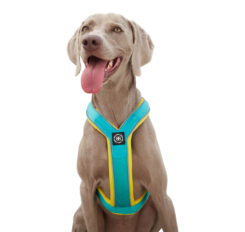 Genuine Leather China Genuine Leather Dog Adjustable Harness Large Pet Training Vest Control Handle