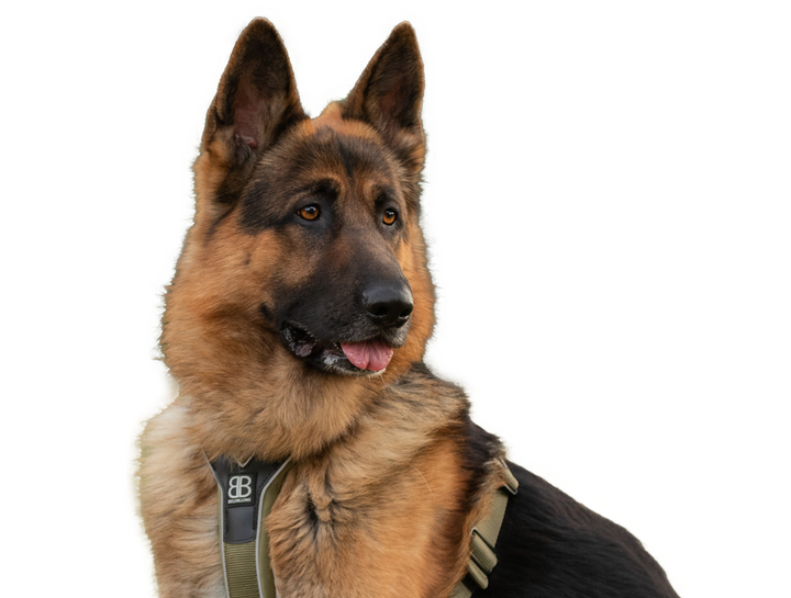 German Shepherd Accessories