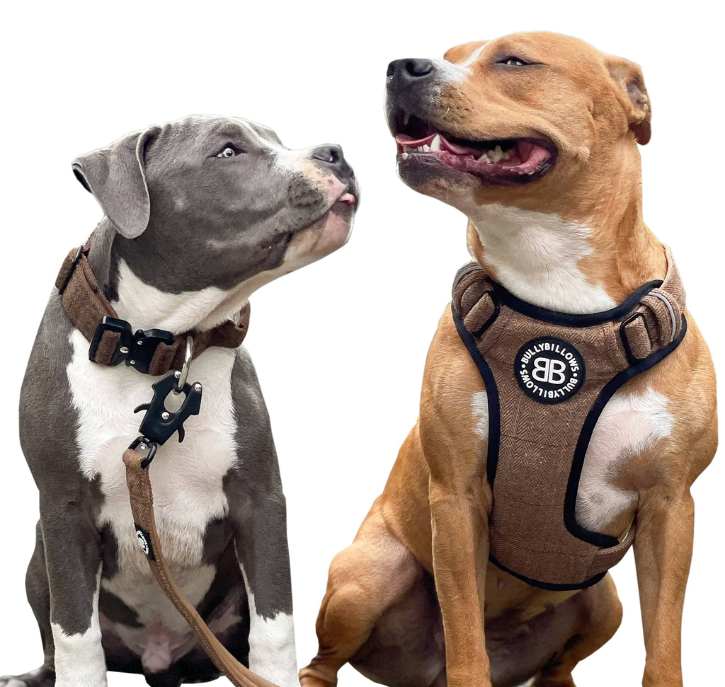 Dog leashes - Premium accessories for your dog
