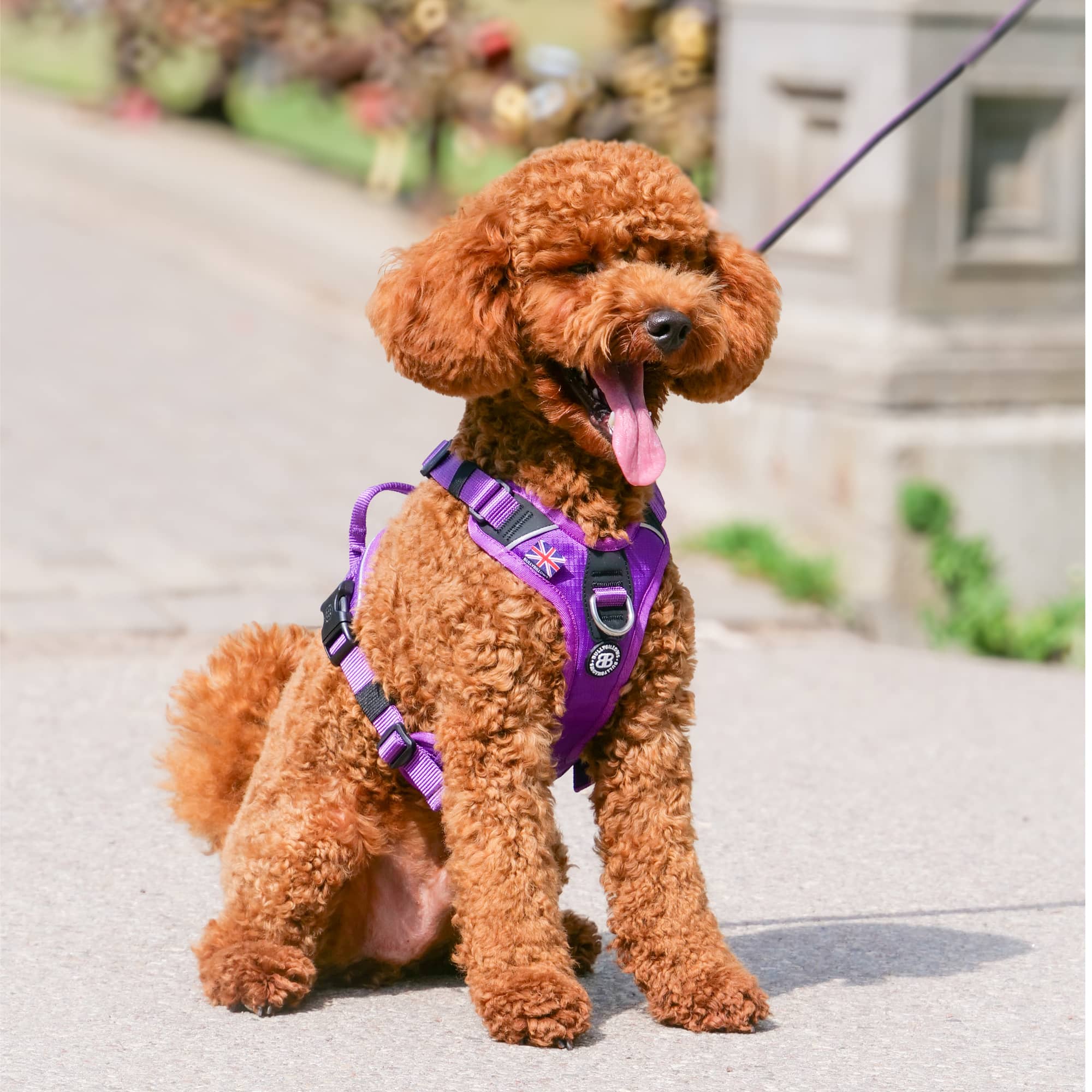 Poodle harness hotsell