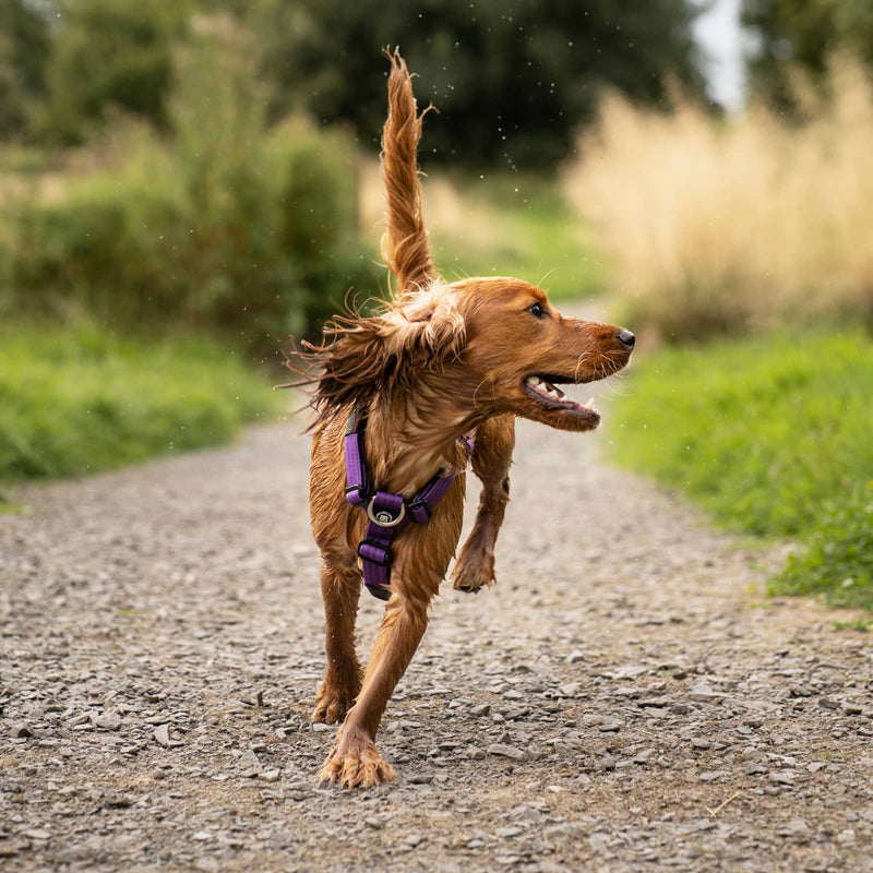 No-Pull Harness & Lead Set – bullyrange