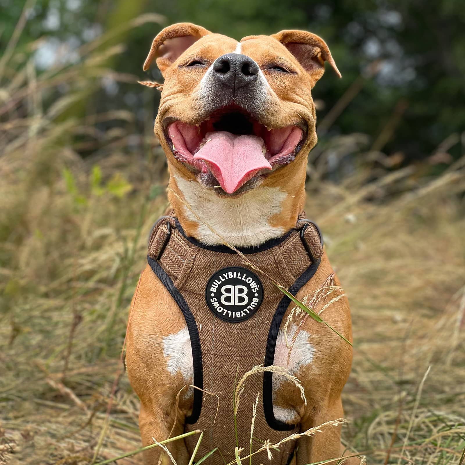 Dog Harnesses | Small & Large Dog Harnesses | BullyBillows