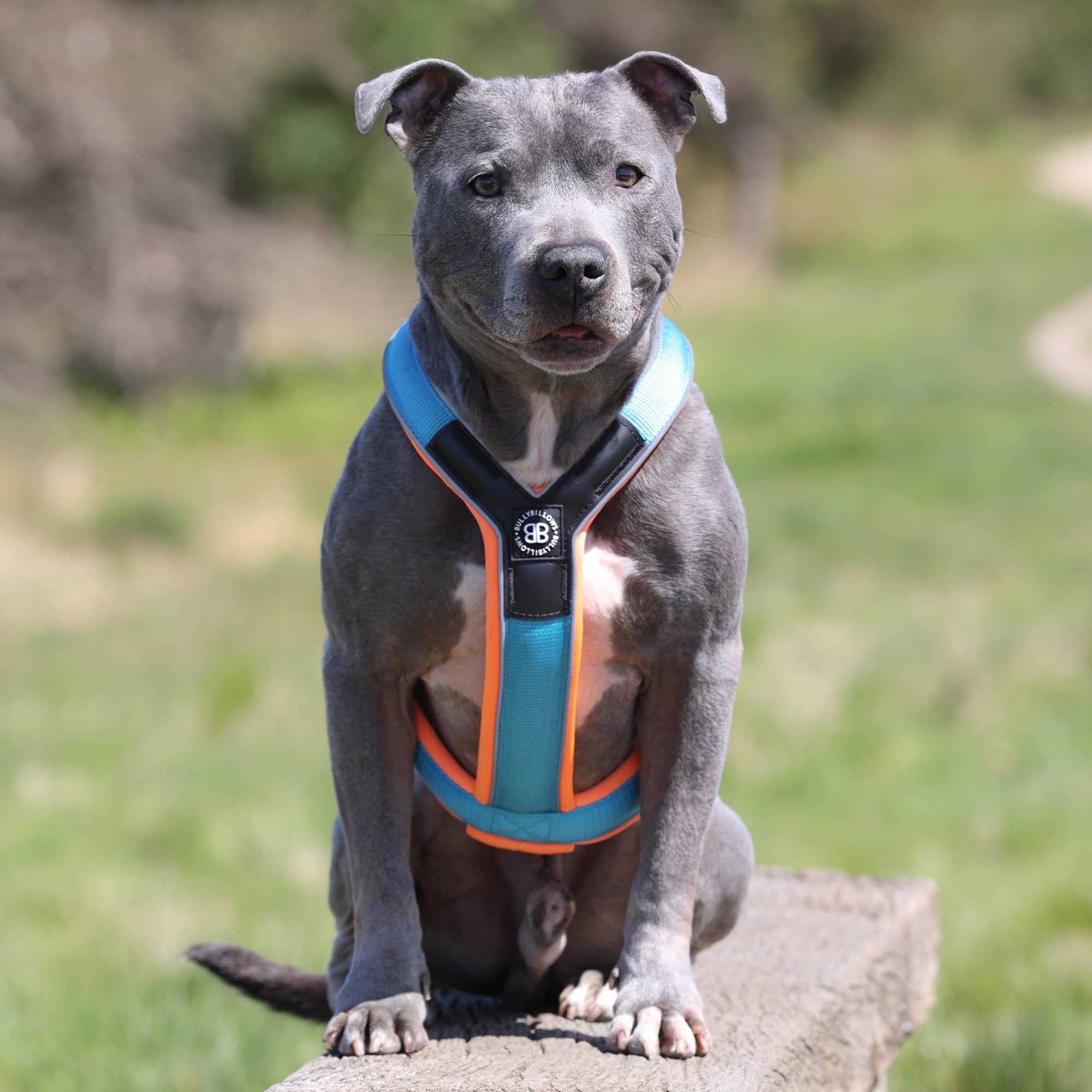 Big smile paw harness store