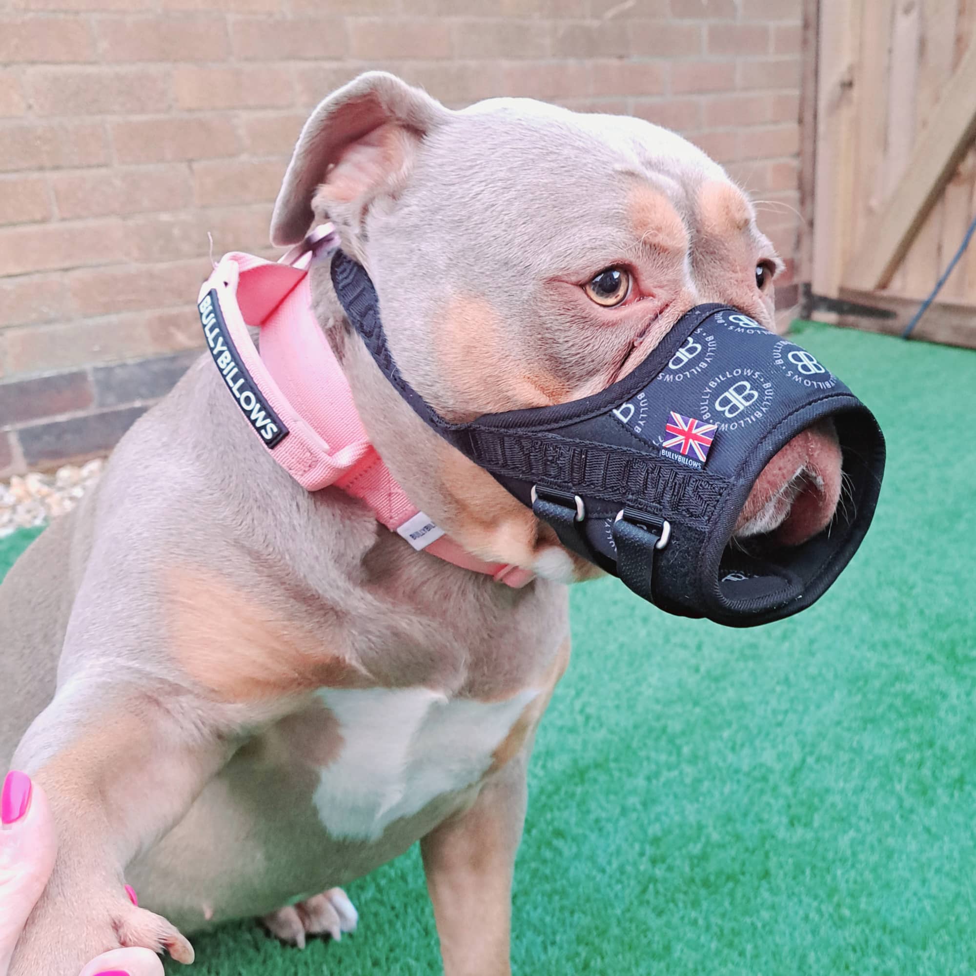 Emergency store dog muzzle