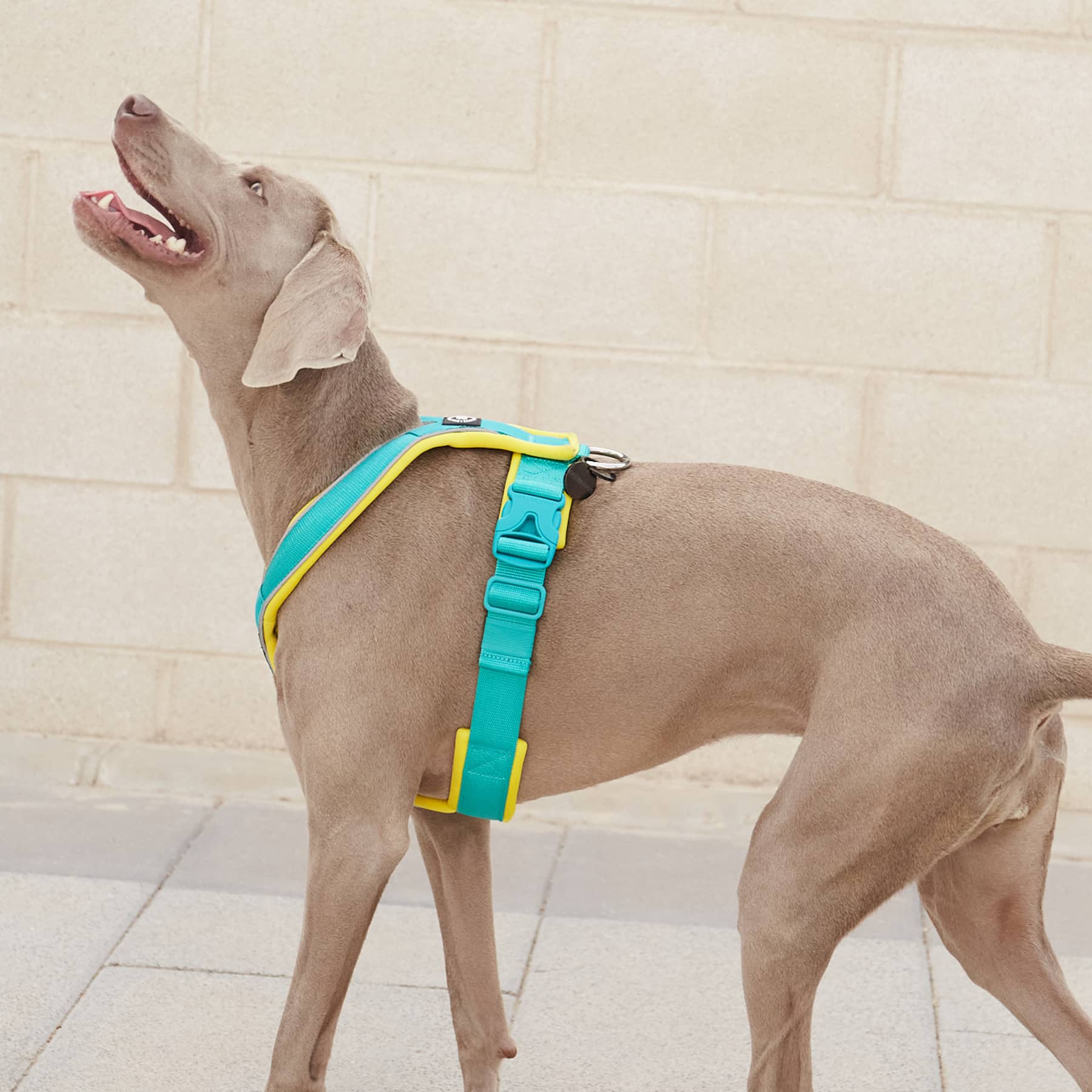 No slip hot sale dog harness