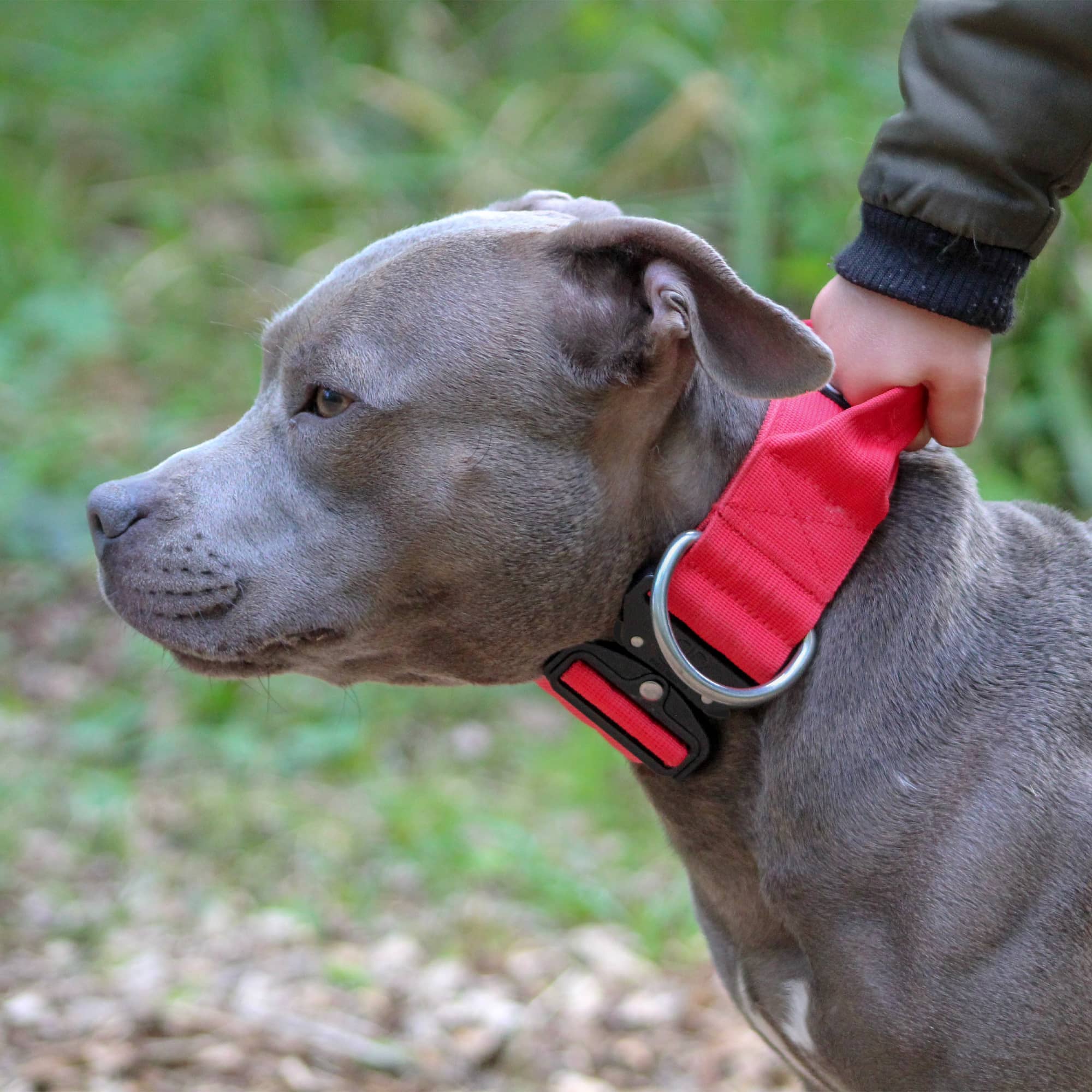 Bullybillows dog hot sale collar