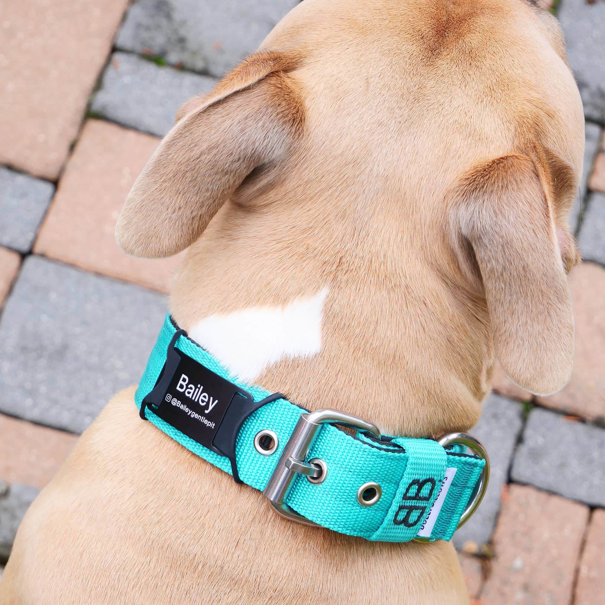 Dog collars with id tags attached hotsell