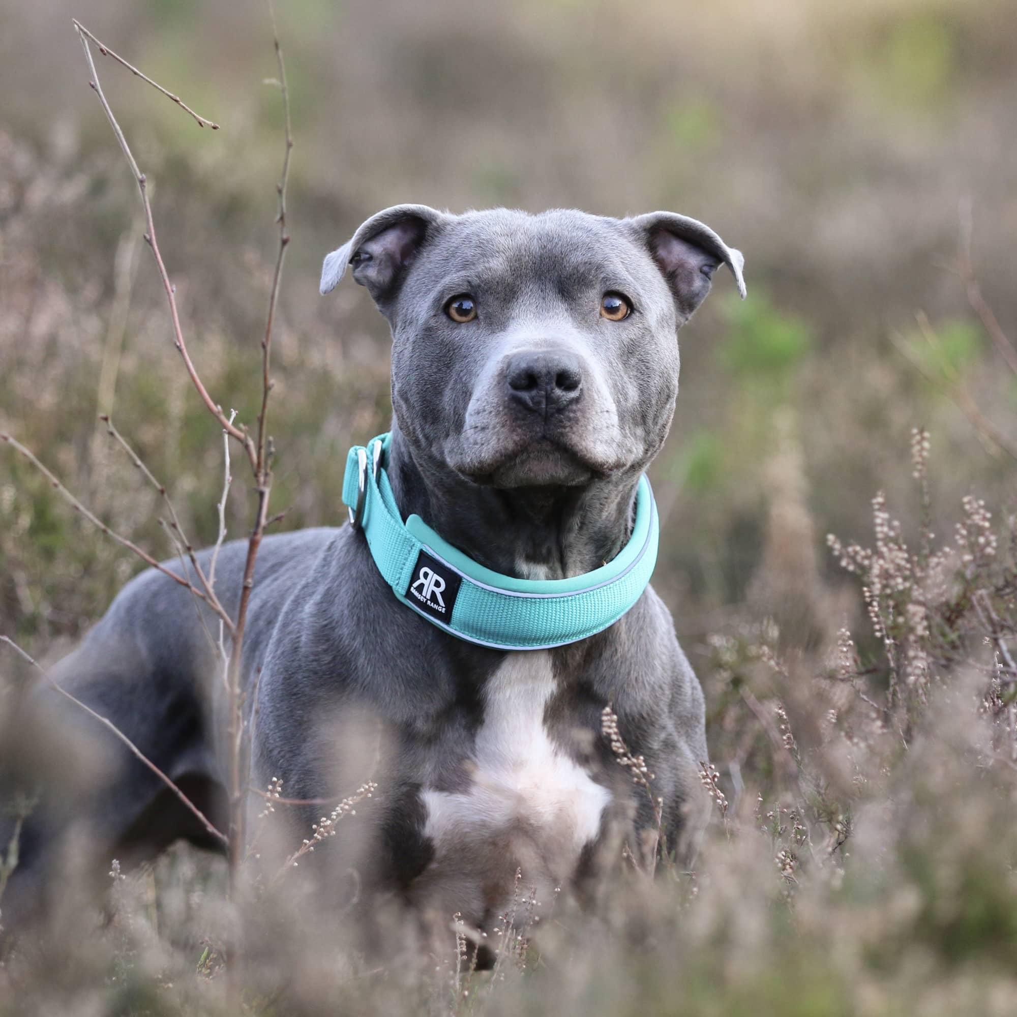 Padded staffordshire bull outlet terrier collars