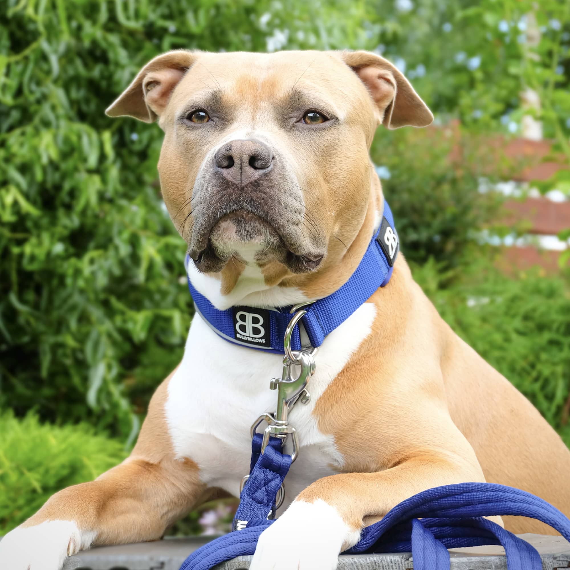 Pink staffy collars hotsell