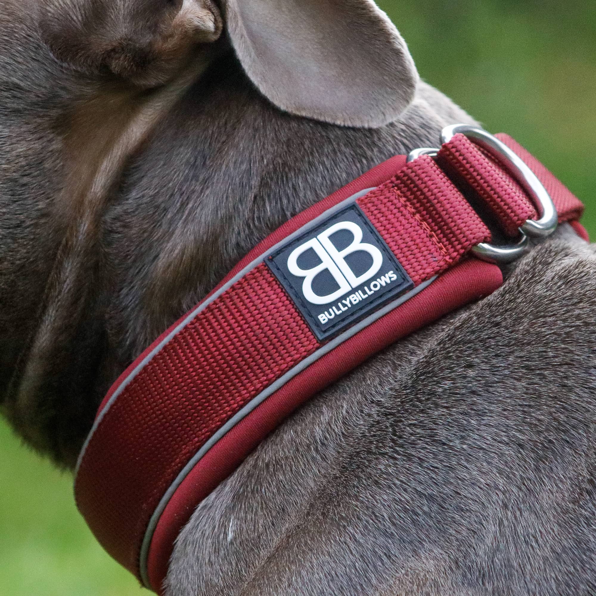 Reflective best sale puppy collar