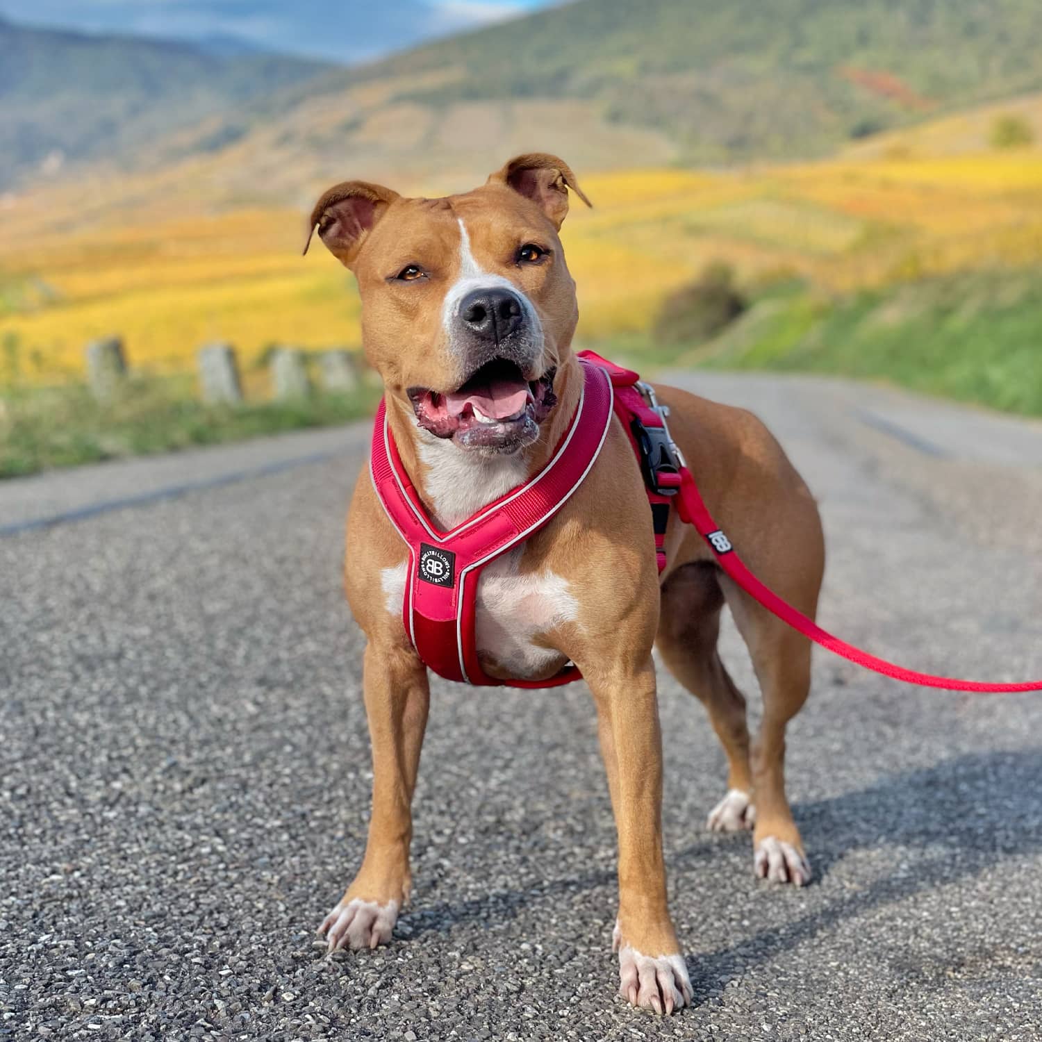 Pitbull puppy outlet harness